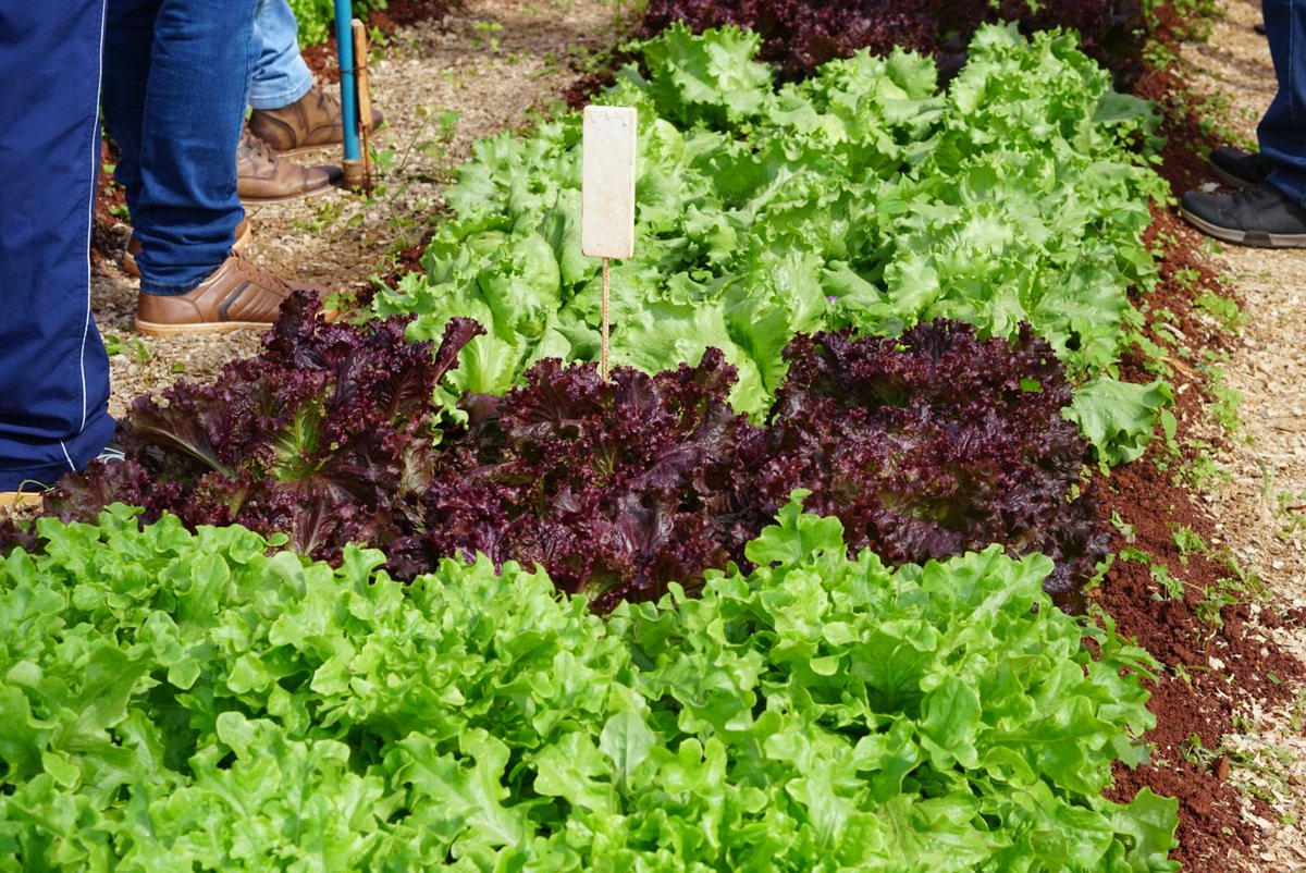 phenoglad1's tweet photo. 🍉🍓🌻 Estação "Produção de hortaliças folhosas sob telado" no Dia de Campo sobre HORTICULTURA, promovido pela SETREM, em Três de Maio, RS, nesta manhã apresentou as vantagens de produzir hortaliças em ambiente protegido por telas plásticas.
#horticultura #setrem #emater #ufsm https://t.co/6YQ0XVINsd