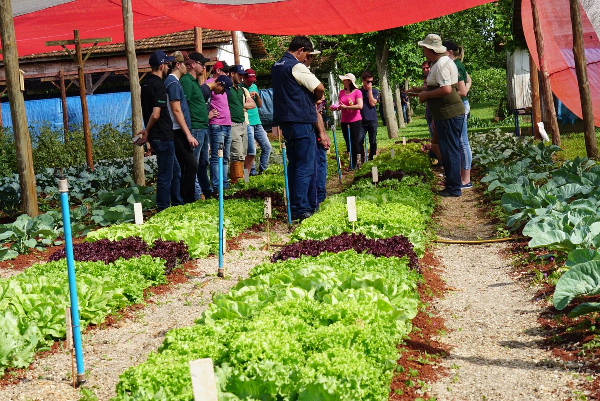 phenoglad1's tweet photo. 🍉🍓🌻 Estação "Produção de hortaliças folhosas sob telado" no Dia de Campo sobre HORTICULTURA, promovido pela SETREM, em Três de Maio, RS, nesta manhã apresentou as vantagens de produzir hortaliças em ambiente protegido por telas plásticas.
#horticultura #setrem #emater #ufsm https://t.co/6YQ0XVINsd