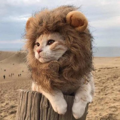 Yoriento's tweet photo. 😽 ASÍ presenta un gato su curriculum en las redes sociales.
https://t.co/NJDLBeEdtT

MARCA es el perfume que usas, reputación es el olor que dejas.
😅😭👉 https://t.co/8II4pqchvQ https://t.co/8TXHbwK64t