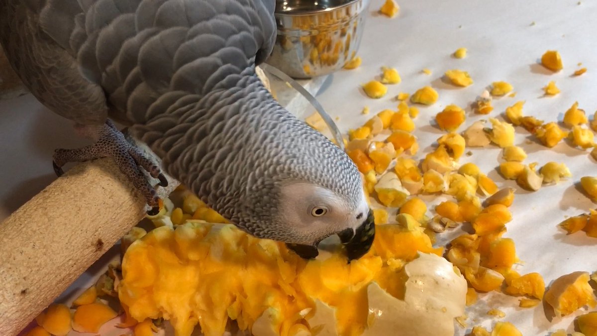 Einsteinparrot's tweet photo. @JoannaBergerMSc @ParrotOfTheDay @LafeberVet @Nutriberries @Khiorideluxbird @AlexTheHonk @birdhism @PepperNPals @tiellover @BioBush @MaxTheMoluccan @TupeckParrot @bobbyandlila @BObserver2 @EastCauthor @mumofbadbudgie @budgie_john #SquashForParrots Butternut squash! It’s goooood! https://t.co/92dZGodRxb