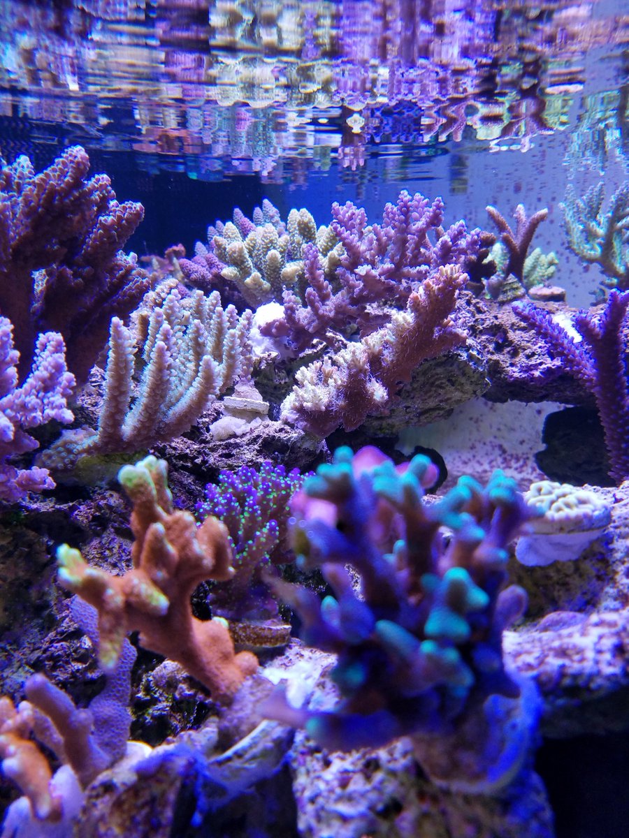 Amazing corals all for sale! Take a look and follow my page for more!!
instagram.com/thecoralconnec…
#reefaquariums #coralchunks #reefpro #reefpack #reeftank #reef2reef
🐙🦀🐟🐠🐋🌊🌊