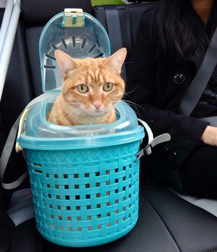 szzwq's tweet image. #taffythecat #kittycarrier #travellingcat