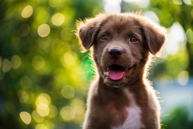Hastili_Co's tweet photo. STOP: LOOK AT THIS PUPPY.
Now that I have your attention if you could answer these 4 questions for our market evaluation that'd really help us out ;) 
#StartupWeekend #startupweekend_Om  #tech #Dublin

 https://t.co/Ld2Qd8bi0w https://t.co/otUR6osOiX