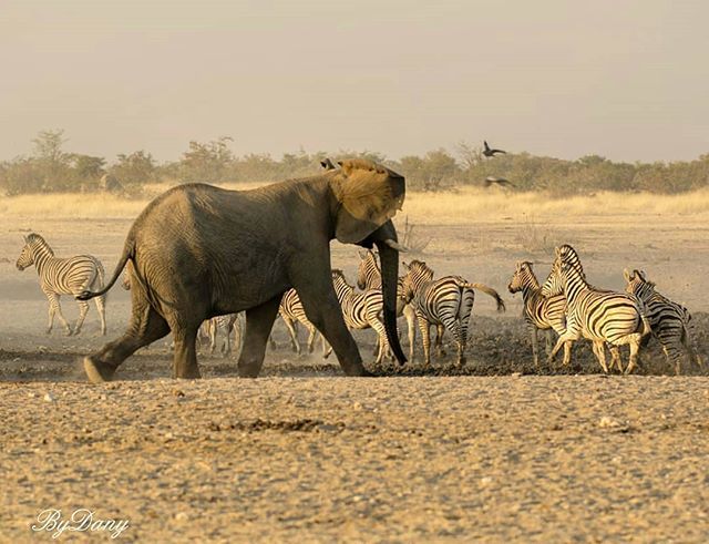ElephantGifts_'s tweet photo. 🐘💖🐘👏 Credit :  @borghi2325 -  Via from here!!! 👉For info about promoting your elephant art or crafts, send me a direct message @elephant.gifts or email elephantgifts@outlook.com 💌 . 💖Follow @elephant.gifts  for inspiring elephant images and video… https://t.co/s7YuVYY972 https://t.co/IZ2liCsjVV