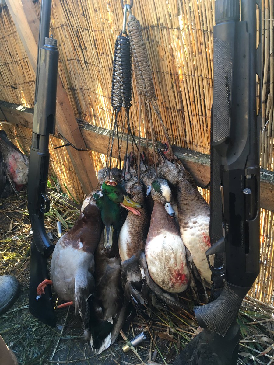 czarofbar's tweet photo. The boyโs #BPS and my #SBE2 book ending 2 full @sosgearmt game straps today! #pittwaterfowlers #bchunting #huntbc https://t.co/fK3t84yApn