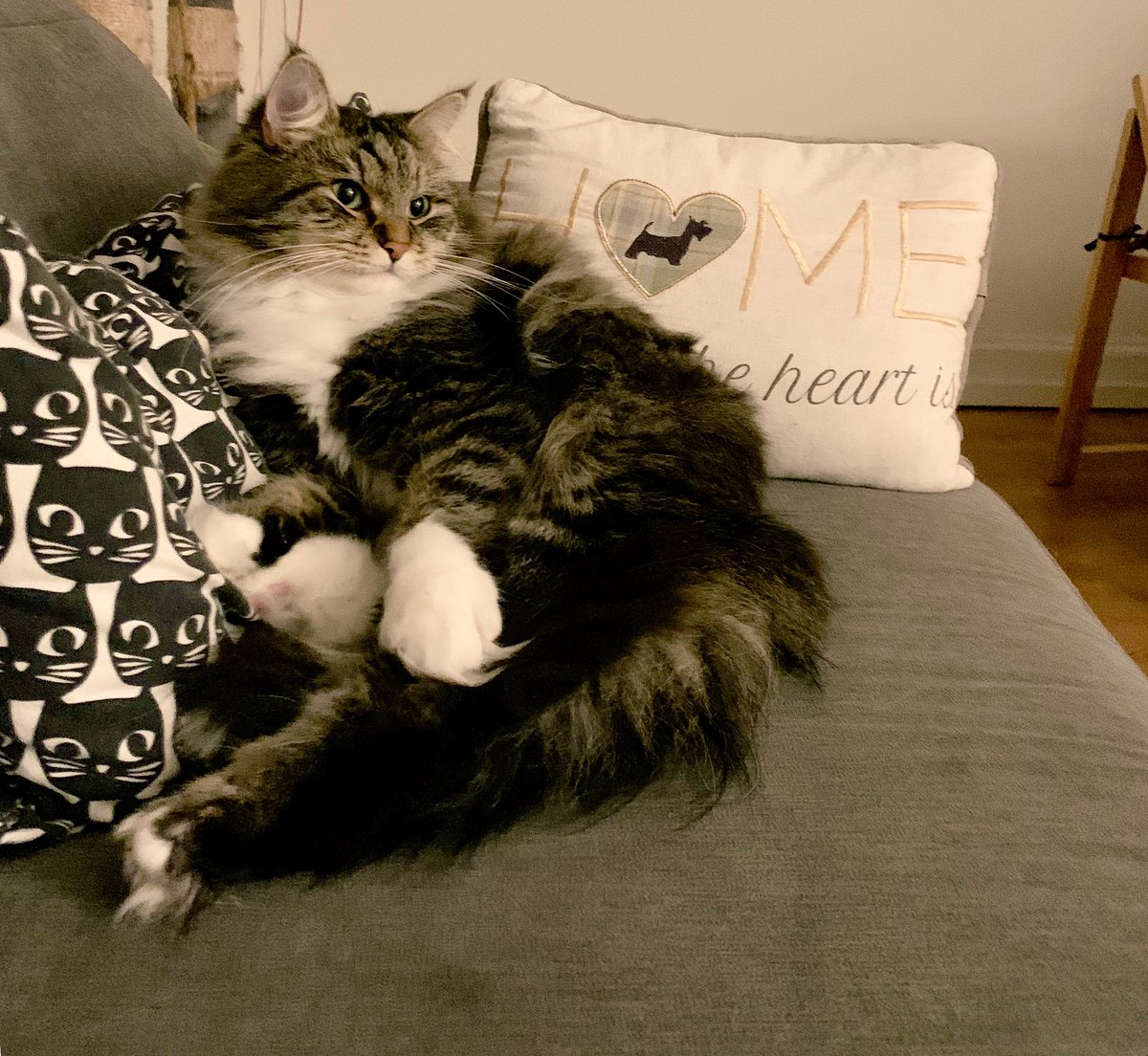 EmperorCatMarco's tweet photo. This was, one time, my page..then he came and stole all the attention .. not happy with that .. everybody thinks that Rasputin looks more beautiful than me.. feeling grumpy and jelly π he always get more likes ππππ#SaturdayFeeling #grumpycat #catsoftwitter #planrevenge https://t.co/60F6DOH7c3