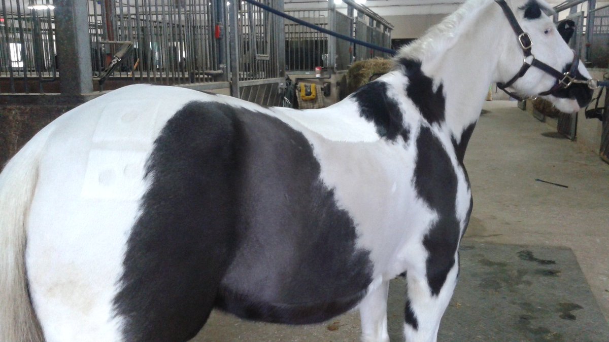 WWS_PCRC's tweet photo. Domino is all spiffed up and ready to go for today's Jay Hayes clinic @woodwindsouth 🐴 #ponyclubforlife https://t.co/UVyvSa4y2L