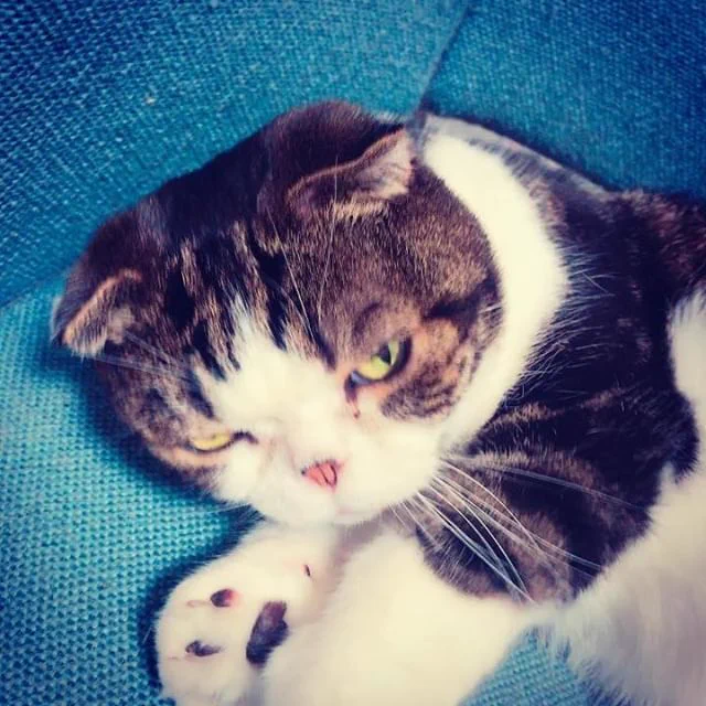 あくびをする赤ちゃんねこ??????? https://t.co/2UKMXyXGrA 