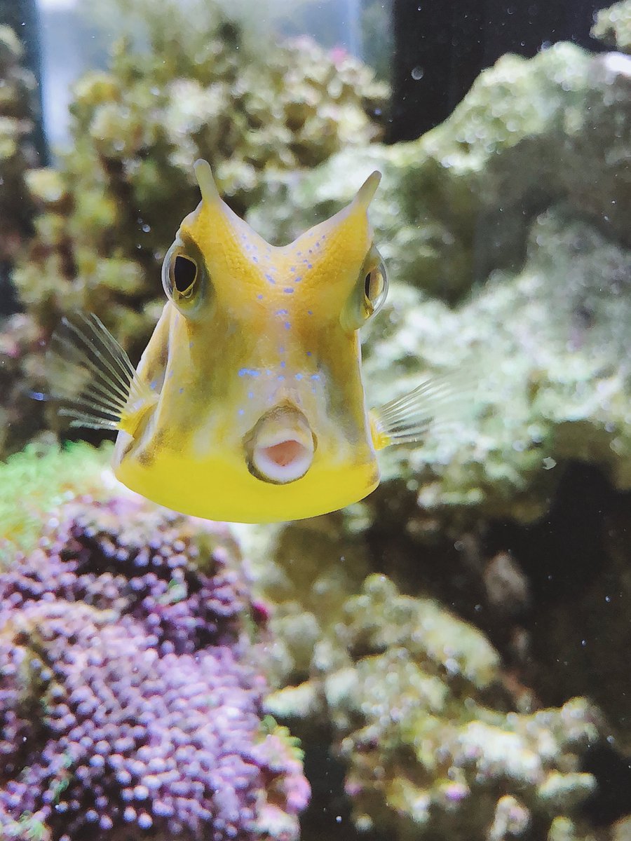 cheesey_cube's tweet image. I’m really gonna miss myself❤️ #ripcheese @taylorndean