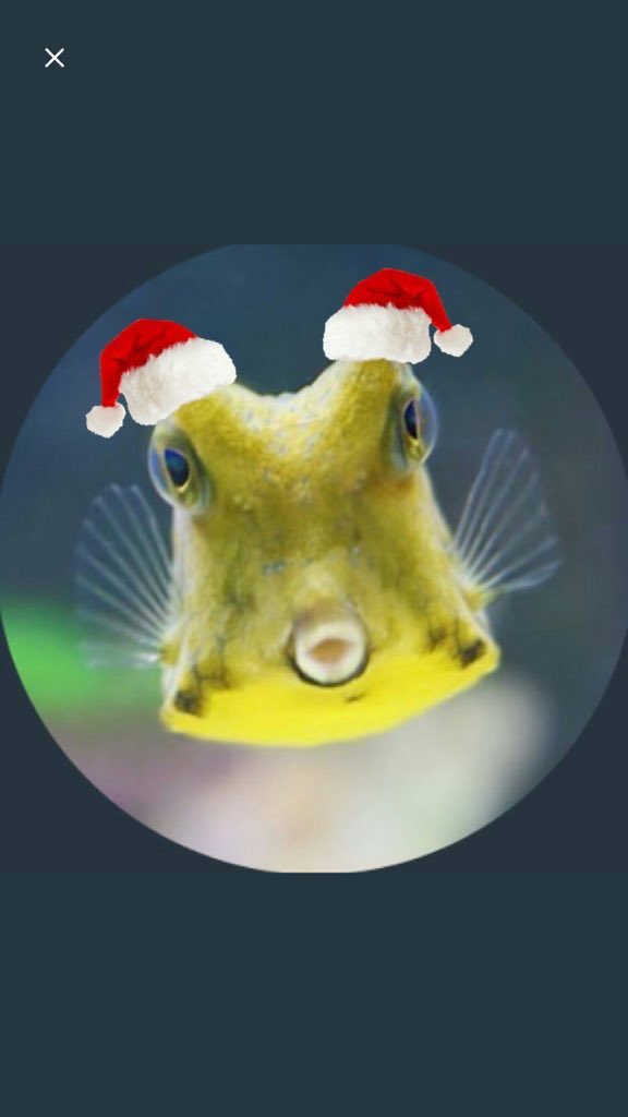 cheesey_cube's tweet image. I’m really gonna miss myself❤️ #ripcheese @taylorndean