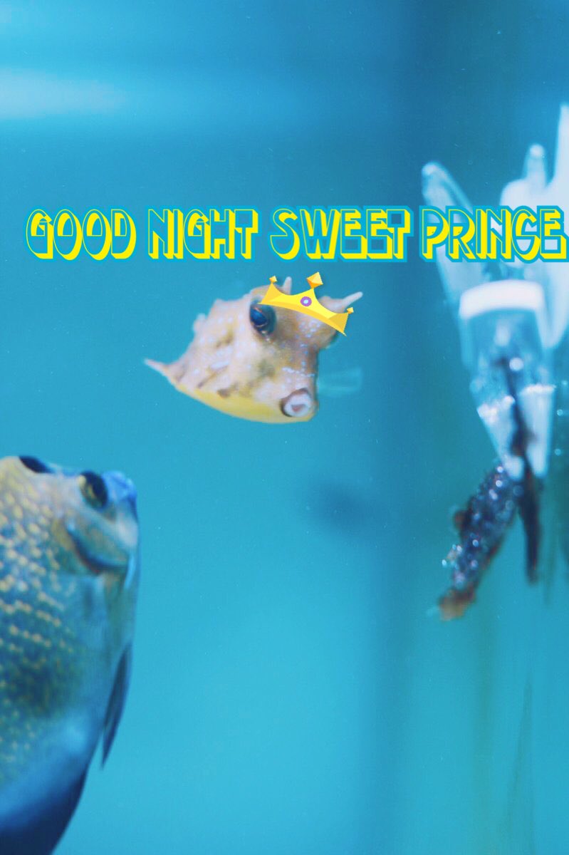 minteaghost's tweet image. GOOD BYE CHEESE #RIPCHEESE