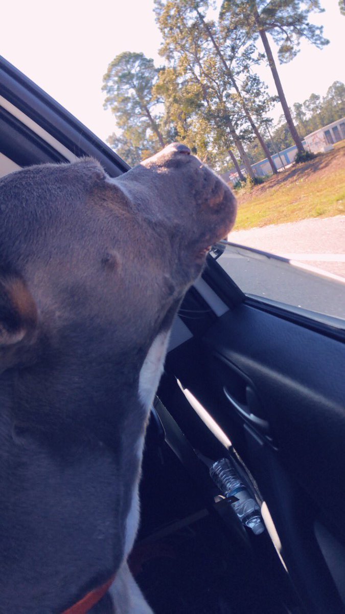 nikesoverheels's tweet photo. Everyone say hi to Blue. He’s 2-3 years old and is a pittie mix. His previous owner left him chained in her backyard til he escaped and cops found him (and her via microchip). He was skin and bone. Now he’s happy &amp; healthy! And part of our family 💕 https://t.co/rxELJPpFzT