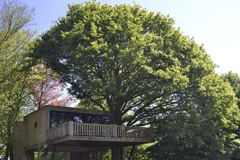 OrigineelSlapen's tweet photo. Je kan de boom in!! Maar dan wel in je eigen hotelsuite op 4 meter hoogte in een eeuwenoude eik. Deze luxe Boomsuite in Heeswijk-Dinther heeft zelfs een Finse sauna: https://t.co/aFY3D2a92i https://t.co/MTZirY6YWY