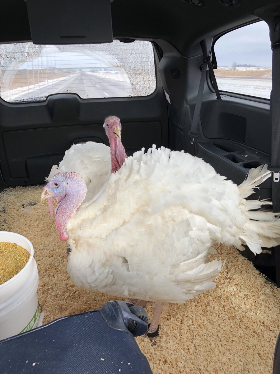 The turkeys are in Iowa! They’re en route to the White House from South Dakota for the National Thanksgiving Turkey Pardon! 

Be the first to know their names: 45.wh.gov/aoqNPt