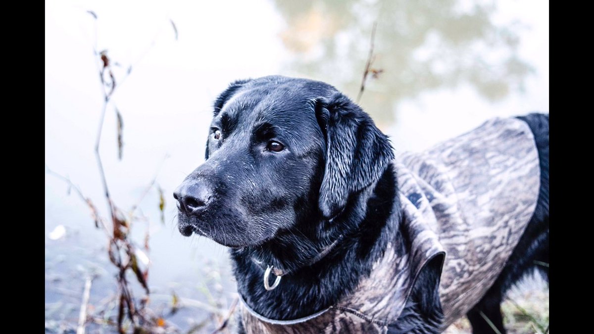 the_meat_lady's tweet image. I’m obsessed. Major’s first hunt this morning. Isn’t he pretty? #arkansas #duckseason #duckhunt #duck #labradorretriever #waterfowl #whatgetsyououtdoors #ducksunlimited