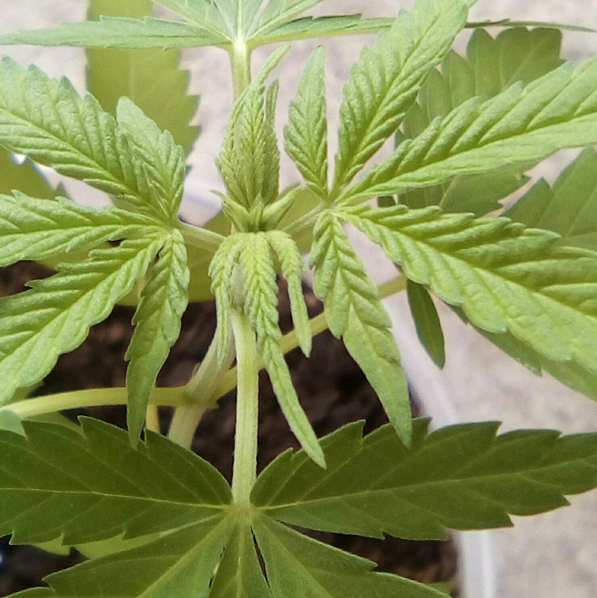 Smokinglize1's tweet photo. Taplan germinan🌱🗾🌎
#greenlize #taplanta #MGreen #Híbrida_sativa_indica https://t.co/qwelvhXvBA