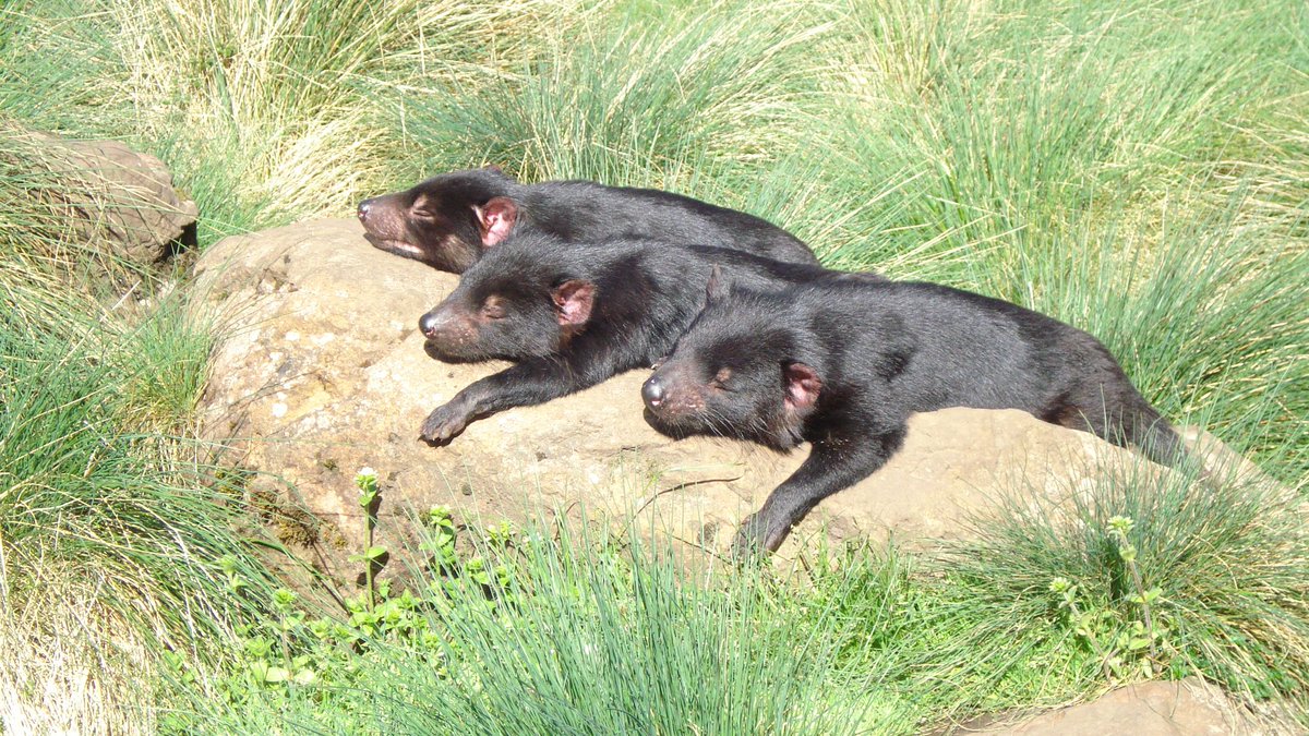 AustravelUK's tweet photo. How relaxed do these guys look basking in the sunshine? Visit them at the wildlife sanctuary Devils at Cradle on Tasmania.
#WeKnowThere #Australia #Tasmania #Travel #LuxuryTravel #DiscoverTasmania #TassieStyle #TasmanianDevils https://t.co/zvyy27CZ7T
