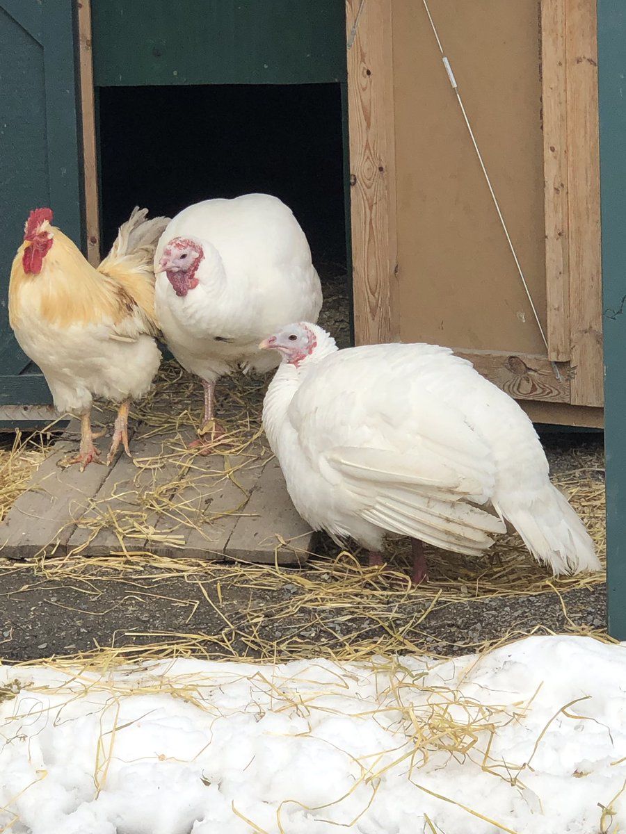 prana_run's tweet photo. @CASanctuary Visiting rescued turkeys who were saved from becoming Thanksgiving dinner in 2015. Thankful for these guys ❤️🙏🏼 https://t.co/gj3dm0LlnG