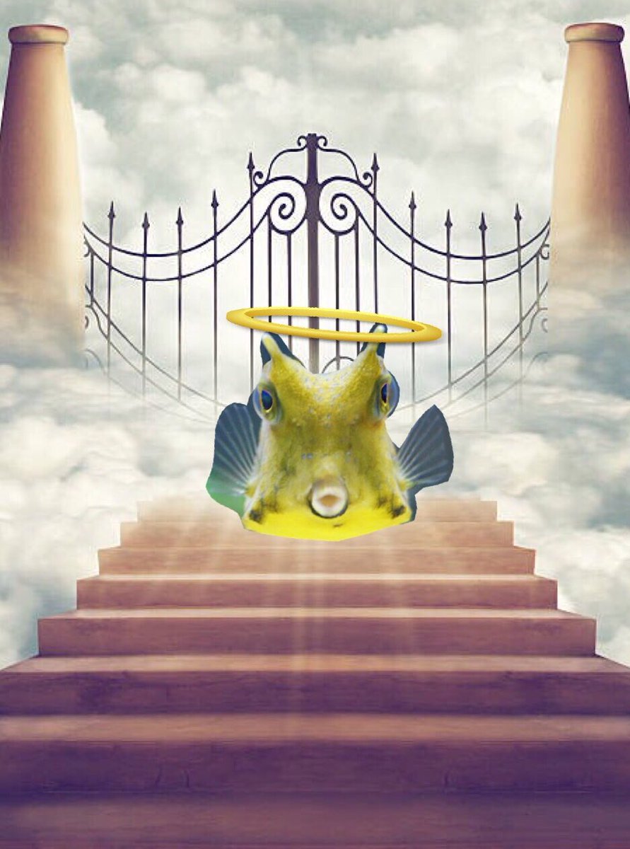 Hyena_Snake's tweet image. The messiah has ascended for us #RIPCHEESE