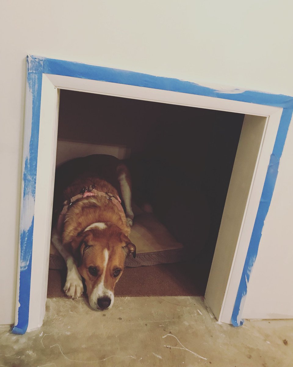 SB_Thompson's tweet image. Look who found her dog cave at the new house.  Now, if only her mom would hurry up and finish painting so the flooring can go in and we can finally move in!
#fixerupper #dogcave #projectsunset