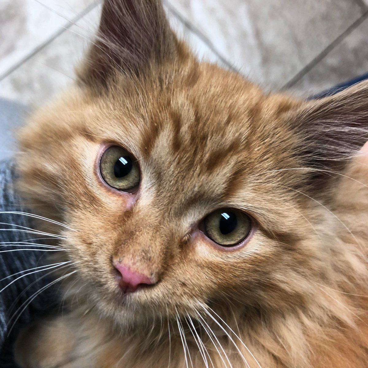 Carolyn af Ladonia tweet media