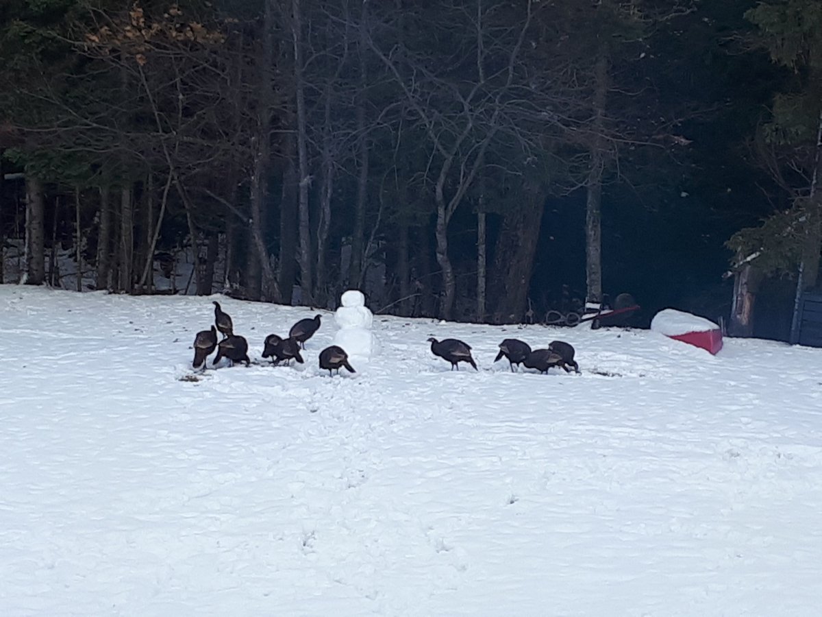 klazerman10's tweet photo. So it was just me and catrionas snow man enjoying the backyard fire and then 1 turkey invited about 20 of his friends over. Harley not impressed. Felt like a WKRP episode !!!
#wrkp
#usthanksgiving https://t.co/2KVBd3IO67