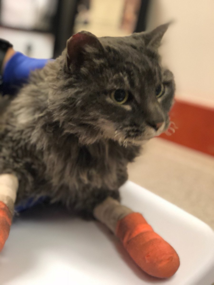 sfspca's tweet photo. Thank you to everyone who has asked about helping the #CampFire animals. We're deeply grateful for the support ❤️ We've set up a Disaster Relief fundraiser to help provide care and treatment. Thanks to a generous donor, all gifts are matched up to $1m. https://t.co/jygiyegEWs https://t.co/n7a99DnwAZ