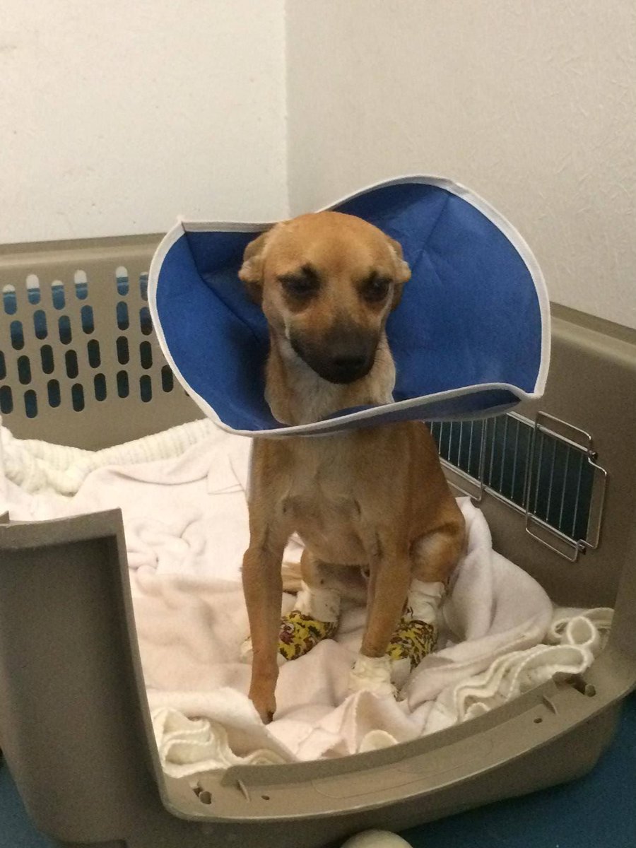sfspca's tweet photo. Thank you to everyone who has asked about helping the #CampFire animals. We're deeply grateful for the support ❤️ We've set up a Disaster Relief fundraiser to help provide care and treatment. Thanks to a generous donor, all gifts are matched up to $1m. https://t.co/jygiyegEWs https://t.co/n7a99DnwAZ