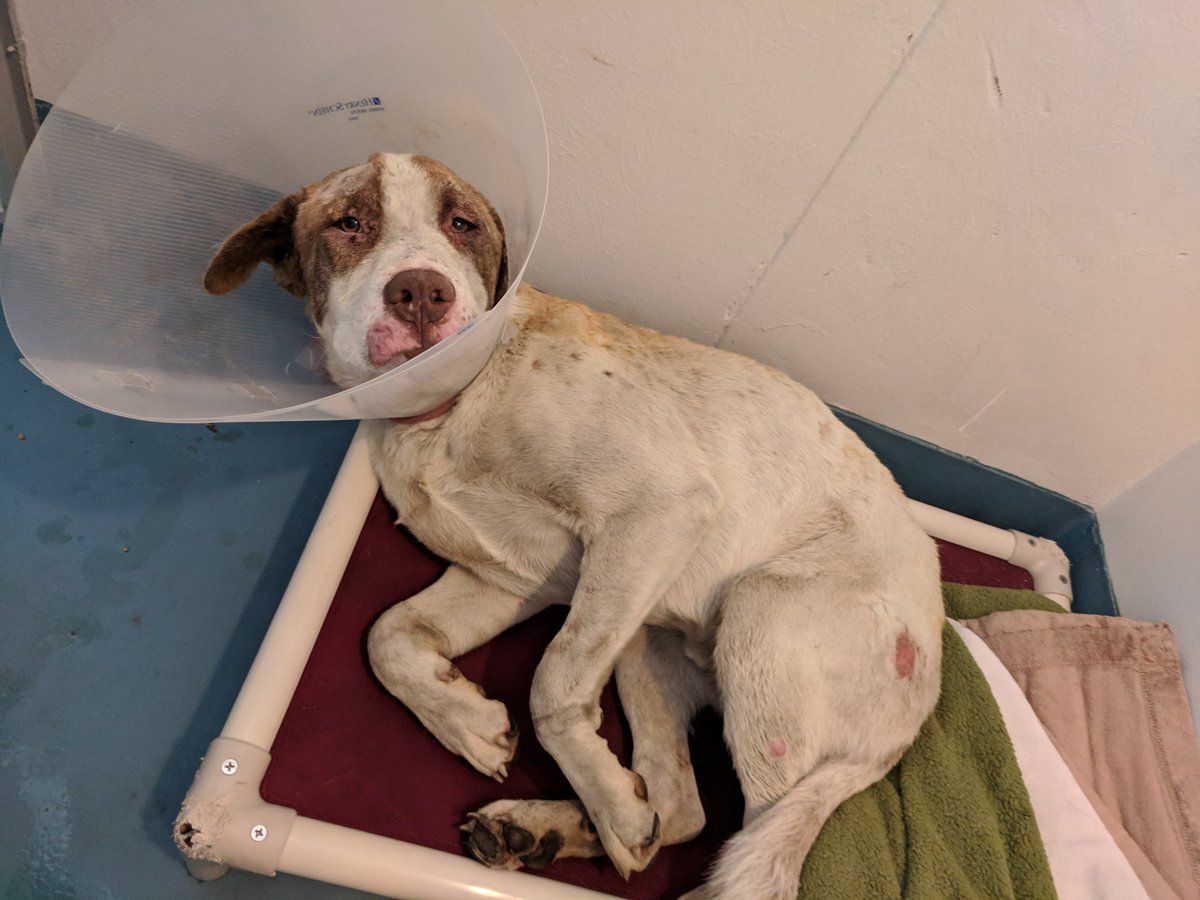 Thank you to everyone who has asked about helping the #CampFire animals. We're deeply grateful for the support ❤️ We've set up a Disaster Relief fundraiser to help provide care and treatment. Thanks to a generous donor, all gifts are matched up to $1m. sfspca.org/give-917