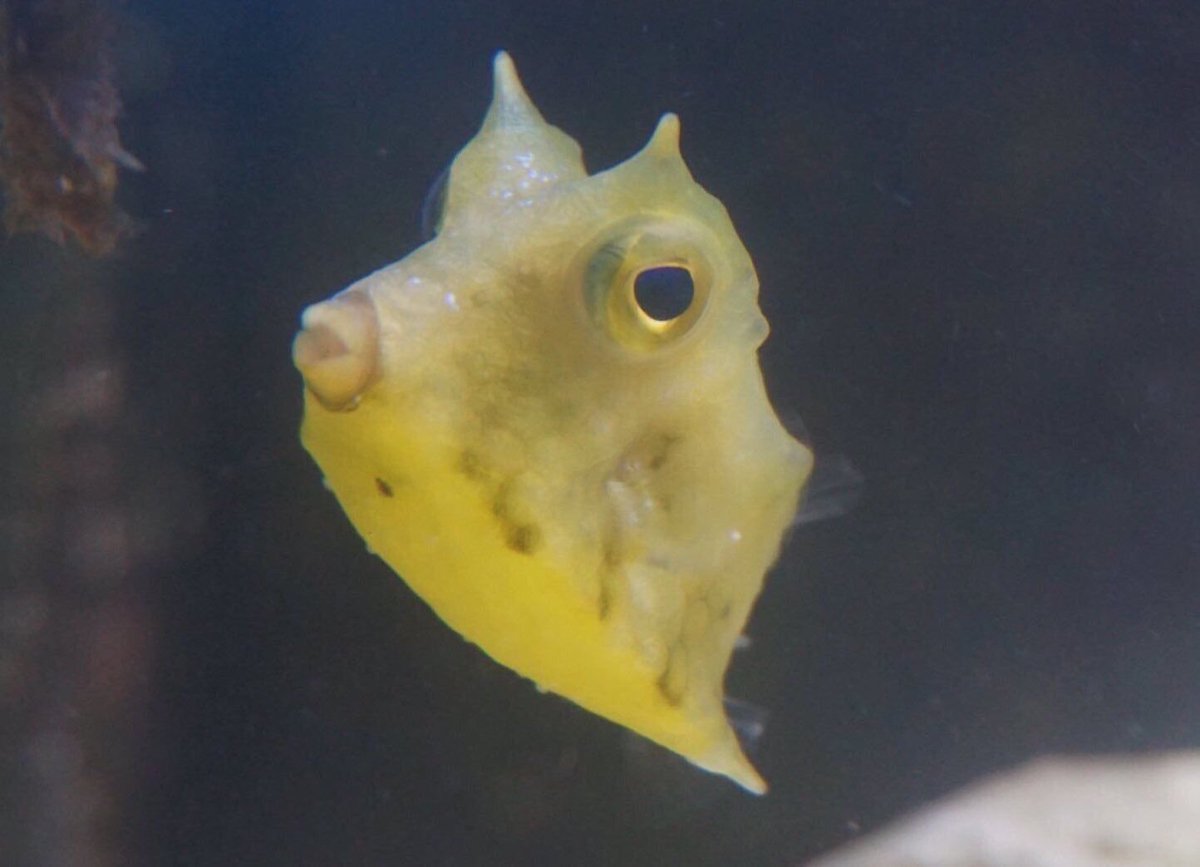 meganannrose's tweet image. @taylorndean cheese was a god, he’s not gone he lives forever in our hearts 💖💖💖💖💖💖💖💖 #ripcheese