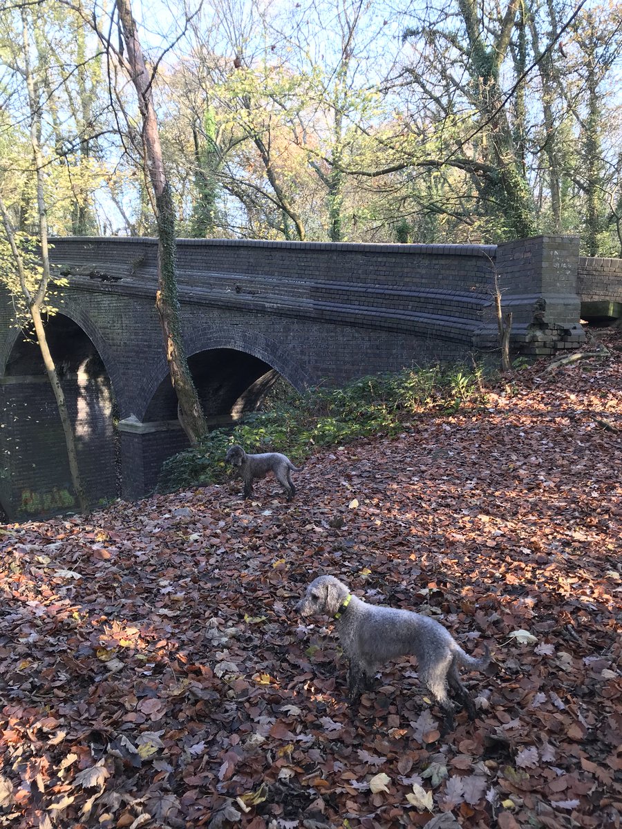 jamesdruce's tweet photo. Love going for walks with these pair! #alwayscompany #bedlington #bedlingtons #bedlingtonterriers https://t.co/HRwbzRmA6c