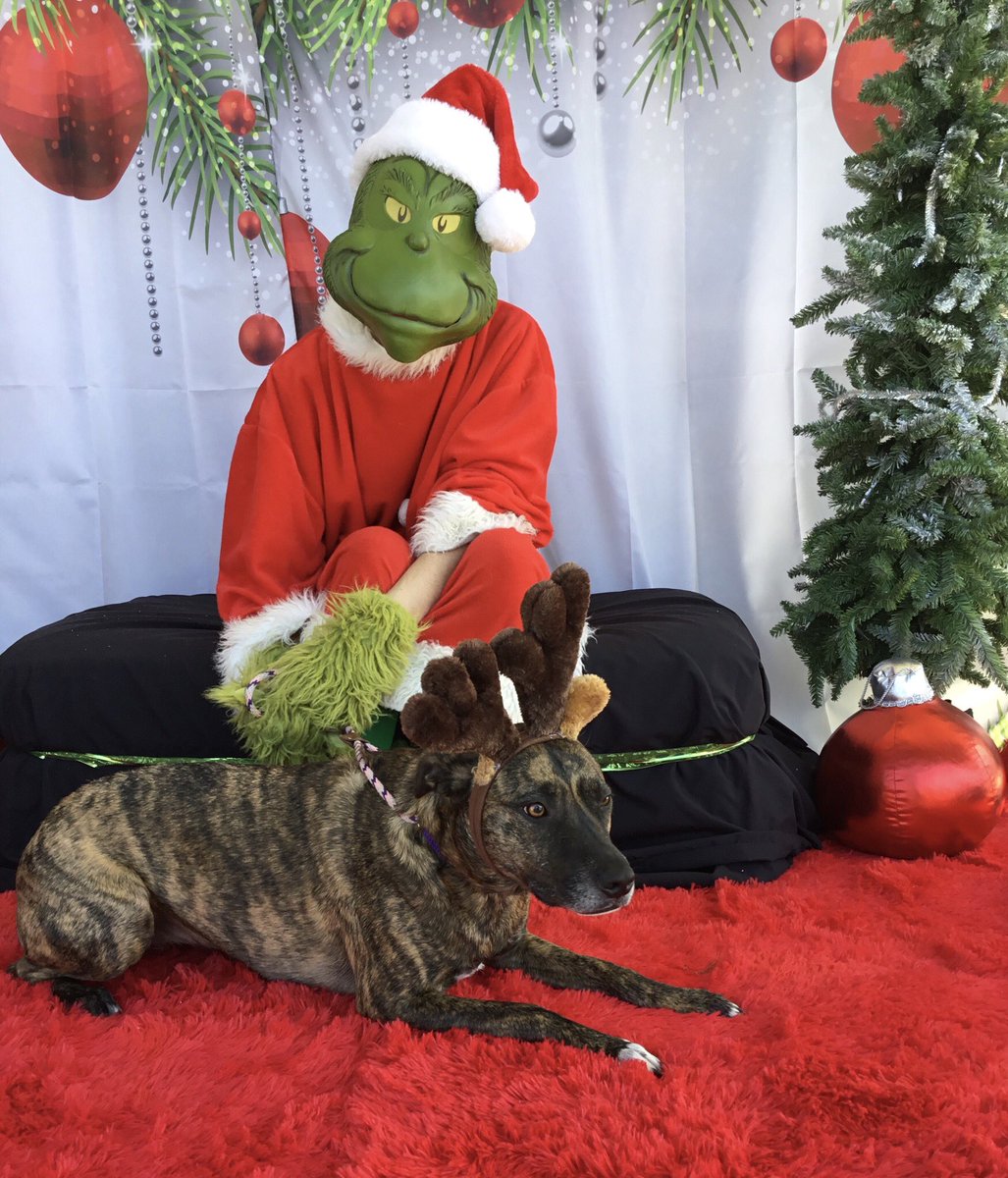 Harlee_CC's tweet photo. We met the Grinch today. https://t.co/0gUlb2jVOD