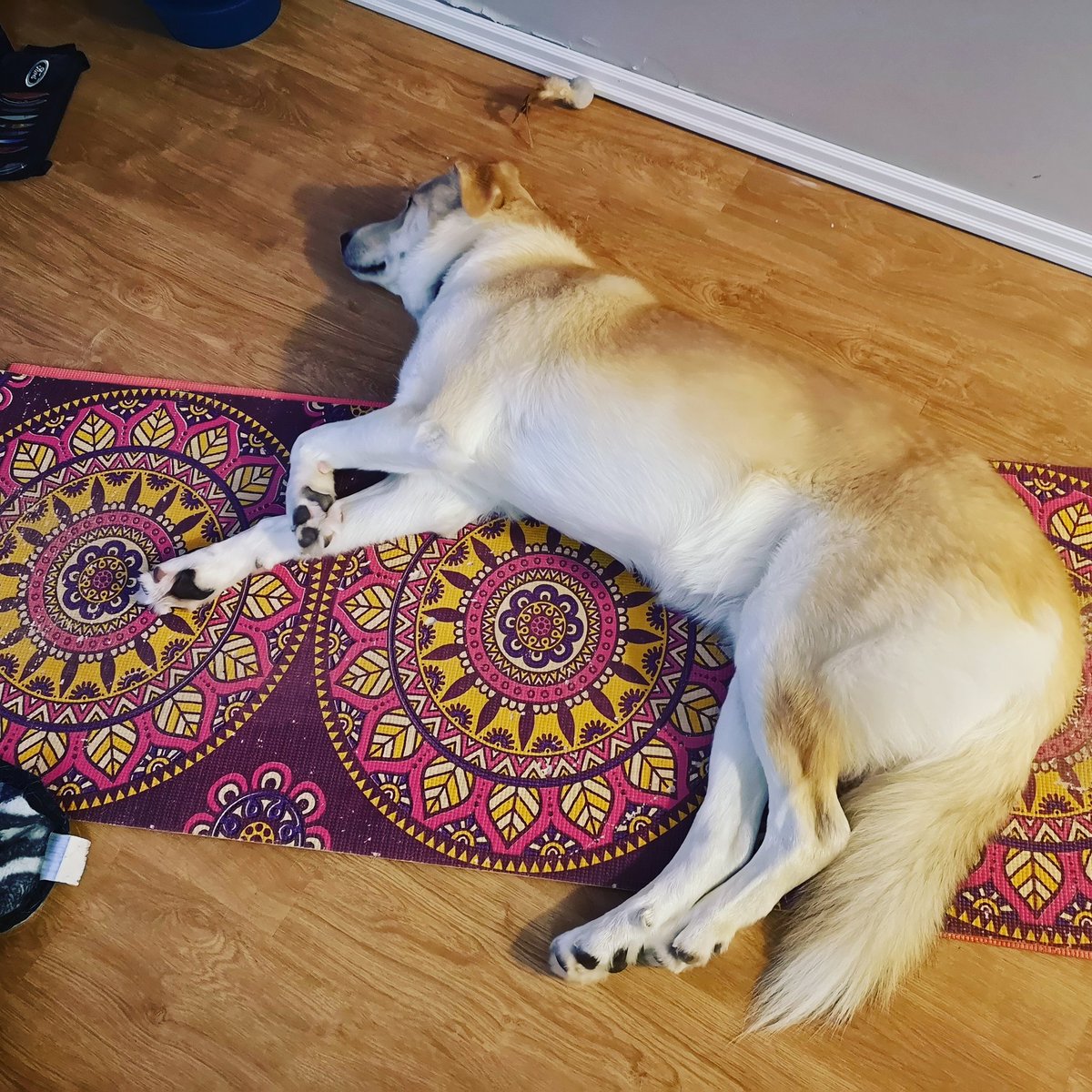 TuckerBailey101's tweet photo. I'm just here for Savasana 🐕
#tucker #namaste #yoga #twitterdog #dog #doggie #furbaby https://t.co/IIU7c3QPDo