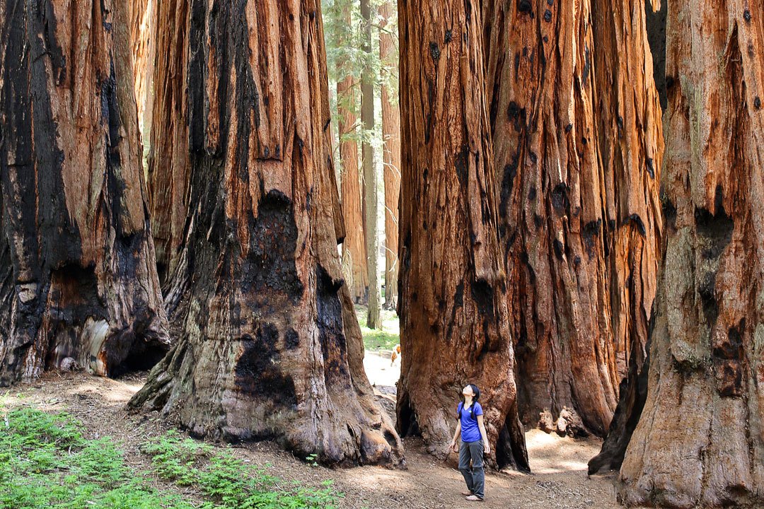 MaderaOutpost's tweet image. #SequoiaNationalPark...the trees are big...like really big! Guys, seriously though, this place is magical and I would highly recommend that you visit and stay the night if you can! Use MADERA40 for 40% off. Also! Check out the Black Friday deals! bit.ly/2D9ofbQ