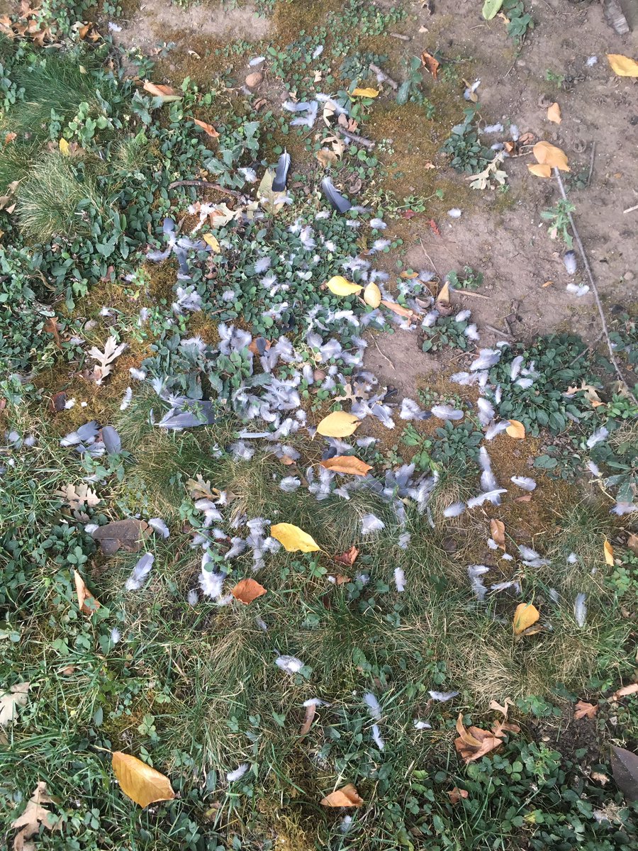 cort_mitchell's tweet photo. A homicide clearly took place here—I need to get some detectives on the case. #clue #intheyardwith? #fivesuspects #bigben #princess #loki #paco #rusty https://t.co/eUAsu4iJlk