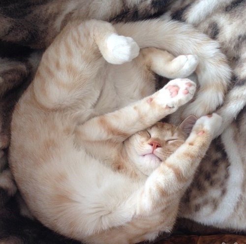 Bonne soirée 
💖💖💖💖💖💖
☄☄☄☄☄☄
😽😽😽😽😽😽
🐾🐾🐾🐾🐾🐾
🌝🌝🌝🌝🌝🌝