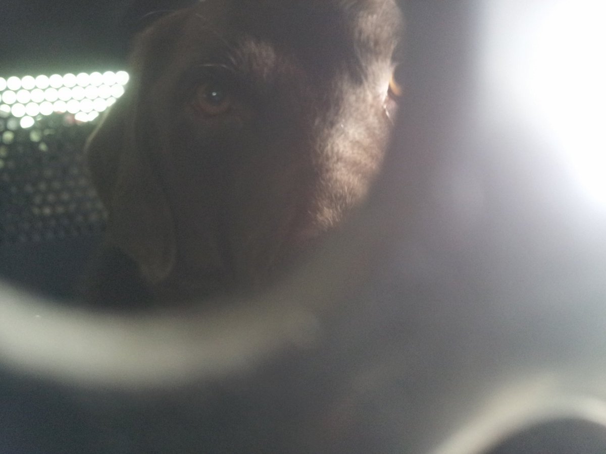 anglergangler's tweet photo. That look you get when you speak to #K9Timber in the cruiser and you are not the handler 🐕 @crons06 https://t.co/xmYRlvIUjQ
