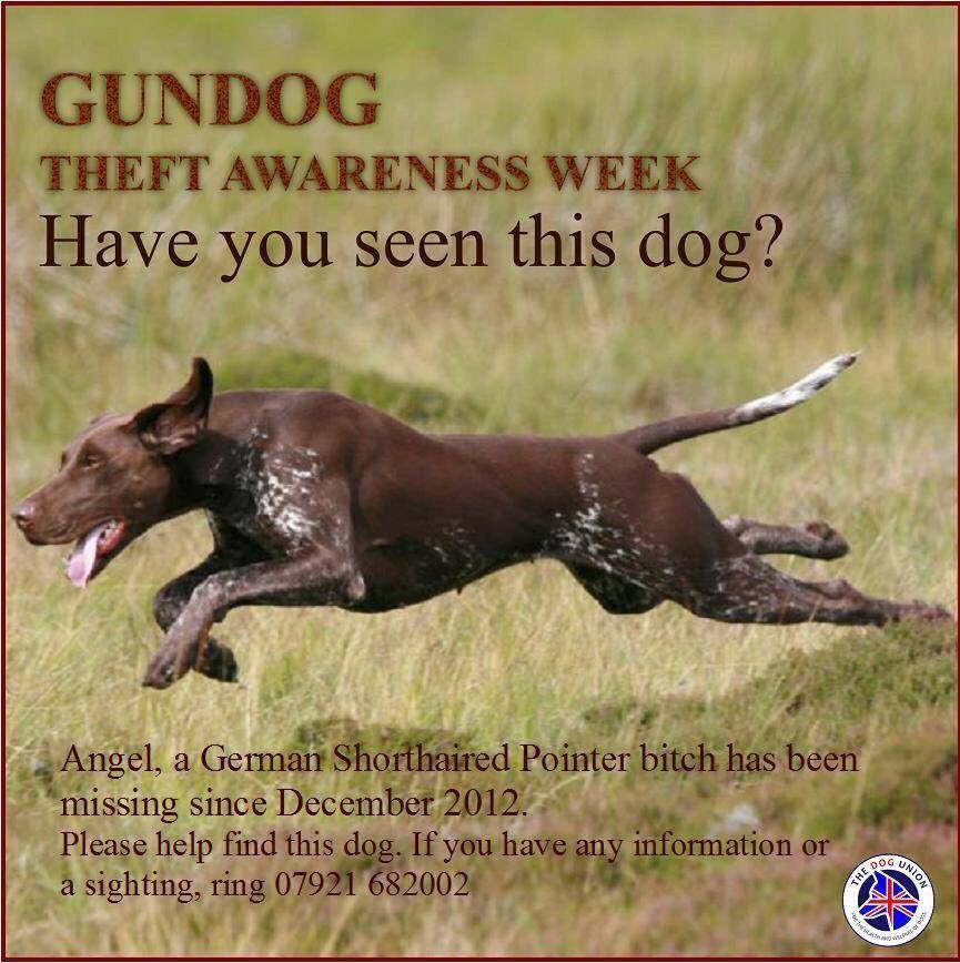 missingdogs155's tweet photo. MISSING POINTER 😢 Female Angel Missing From Yorkshire since 6/12/12 😞 Do You Know What Happened To Angel Please?🙏 #findangel @molliepug2 @gelert01 @colliealert @findzalaandzeus @Findbuster @HelpStolen @FindMegan2 @LizJ_T @LizJ_T @RachaelB100 @SummerBreezeUS @suedaycam https://t.co/jNVKrk2S3S