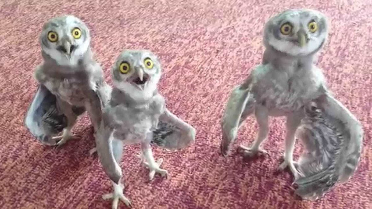 たまぼ A Twitter フクロウの赤ちゃんと言うと1枚目くらいの姿が浮かぶけど 本当は だったですね まー考えたら人間も生まれたては でしたw たまぼ A Twitter フクロウの赤ちゃんと言うと1枚目くらいの姿が浮かぶけど 本当は だったですね まー考えたら人間も生まれたては でしたw