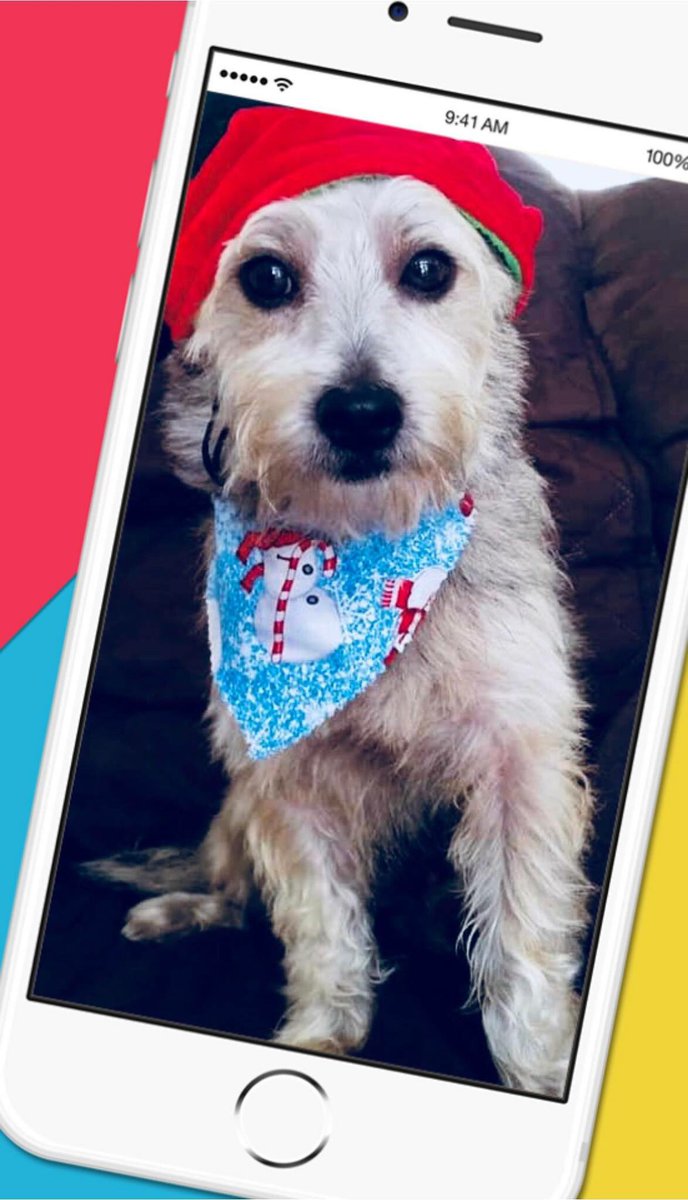 🐶 Jason está buscando una familia Hermosa que le brinde lo mejor 😍 ayúdame a lograr su sueño de tener un hogar 🏡 está navidad 🎄 Contacto en Facebook Big Dog Rescue of Puerto Rico 🇵🇷 <a href="/GiGizel73/">GB</a> 787-630-5356 🙏