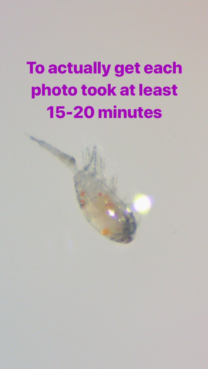 Biochemisme's tweet photo. Hats off to Emma! @PatMedHS #apresearch went to @DNALC to isolate #dna, amplified it with pcr, and after 8.5 hrs of work, we celebrated! We got the dna out of the water mites! Hardest prep ever. Well done Emma! Next up, sequencing! #GoPatMed https://t.co/5GLsfbPt4q