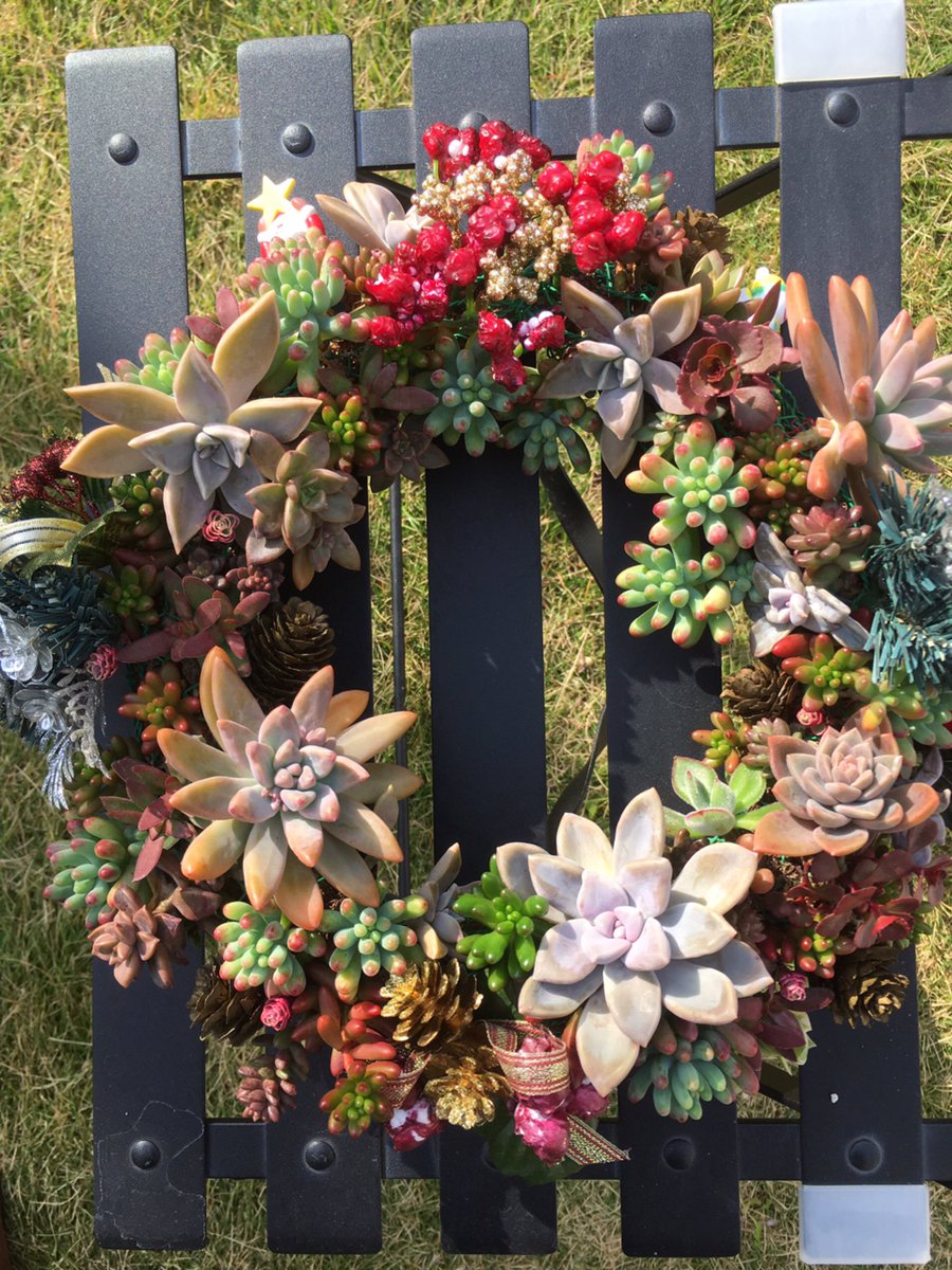 朝焼けは雨の兆し A Twitter 10月13日に挿し穂した 自作の多肉植物のクリスマスリース 今日 隙間に少し足した 成長したのでそろそろ玄関ドアへ移そう 多肉 多肉植物 クリスマスリース 10月13日 今日