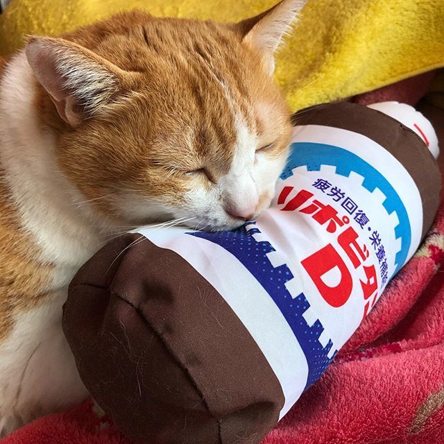 تويتر ななこ على تويتر お疲れにゃん 我が家の猫 シニア猫 茶白猫 元野良猫 ねこ 猫 ネコ にゃんすたぐらむ ニャンスタグラム リポd お疲れさま T Co Zxpimy9a4t