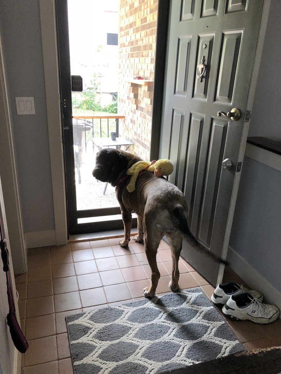 s_rving's tweet image. Mykka is ready for spring to go camping with her ducky again. Winter needs to get out of dodge! #camping #RVs #RoadTrip #Outdoors #Winterleave