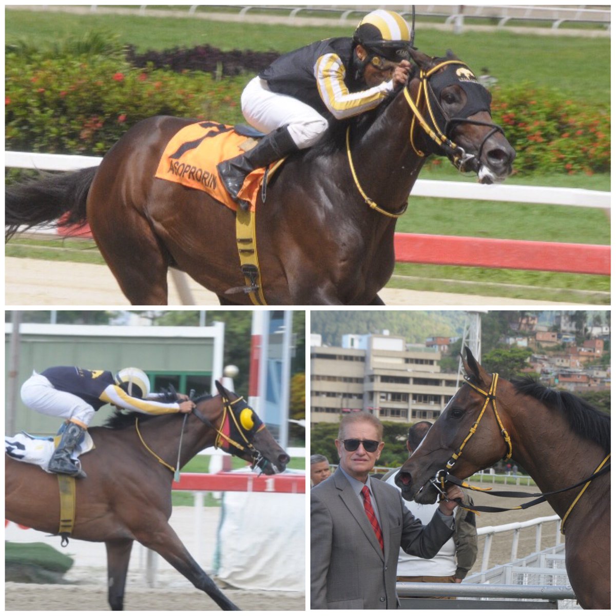 #Hipismo BAMBUCO-SECRET ANGEL!!! Doblete sabatino para <a href="/Haraslossamanes/">Haras Los Samanes</a> #Corremosparaganar 🔥🔥🔥