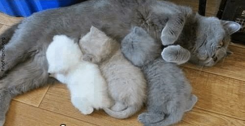 MasUsach's tweet photo. LA IMPRESORA DE GATOS SE ESTA QUEDANDO SIN TINTA.....😍 https://t.co/uLyErYMW2I