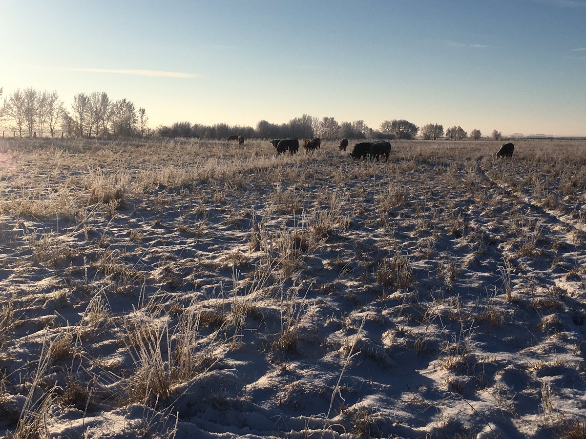 GemstoneCattle's tweet photo. -25 this morning and bulls were still out grazing.  Took them a bale of hay but they would rather graze. These bulls sell December 5 in the Gemstone Cattle Co Bull &amp; Female sale. Check out our website to see videos of the bulls and look through the catalog. 
#foragedeveloped https://t.co/q2NmCG6Gzy