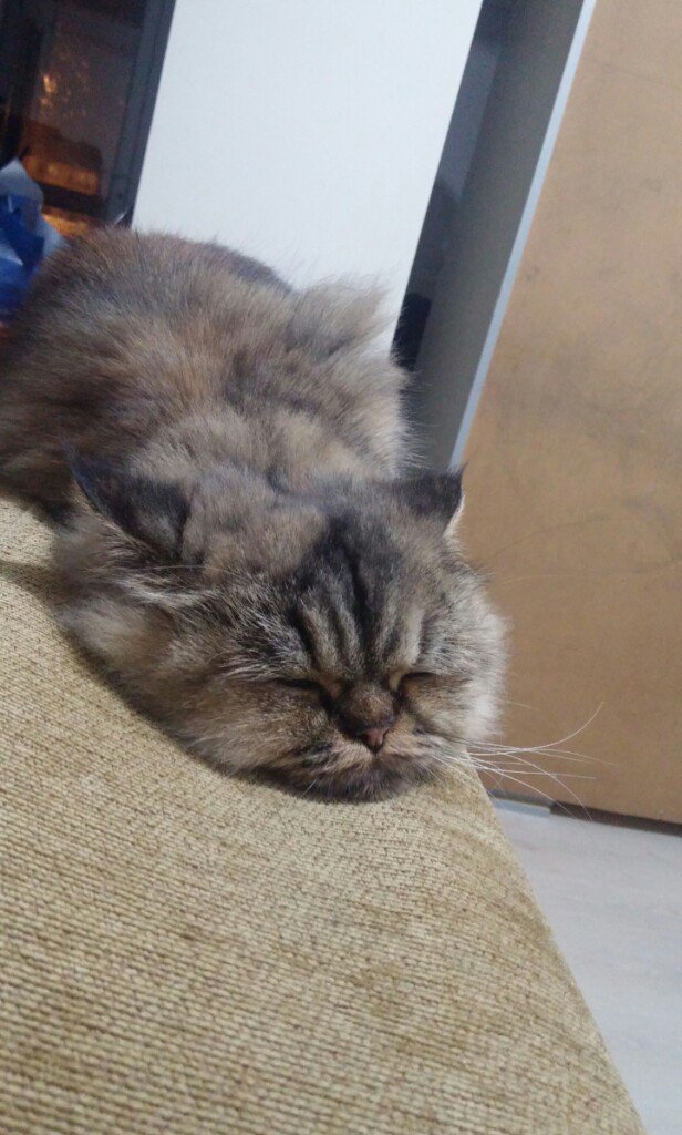 umutonemli's tweet photo. #UyumayanlarBurda iyi sabahlar herkese 😼😂 https://t.co/OjawKxcMJy