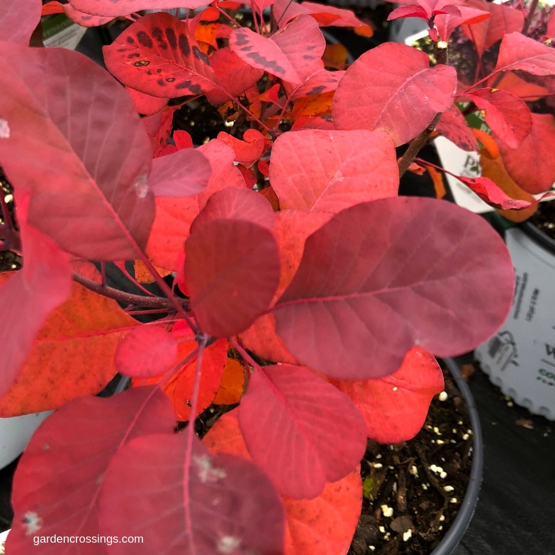 GardenCrossings's tweet photo. Winecraft Black #Smokebush has great color spring and summer, but look what it does in the fall! 
#fallcolor #gardencrossings #smokebush #continus https://t.co/bti25buMGL
