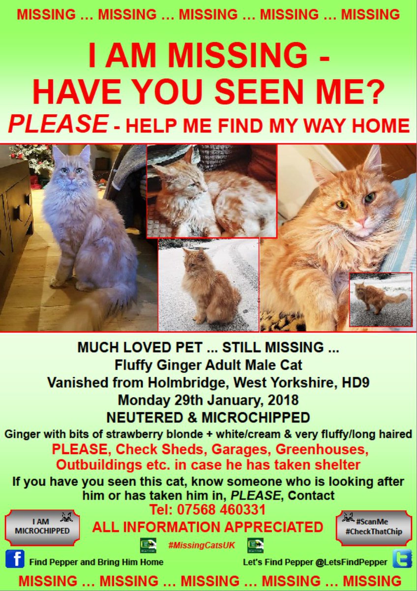LetsFindPepper's tweet photo. Pepper is still missing. It's been 269 days since I last saw thim, please RT and help me find him @MissingCatClub @stationmoggy @CatsMissing @CatsProtection @SAMPAuk_ @MissingPetsGB @HolmfirthEvents @ukanimals @RSPCA_official @PetsLocated @AnimalSearchUK @DoglostUK @animal https://t.co/iF8ESdvWiP
